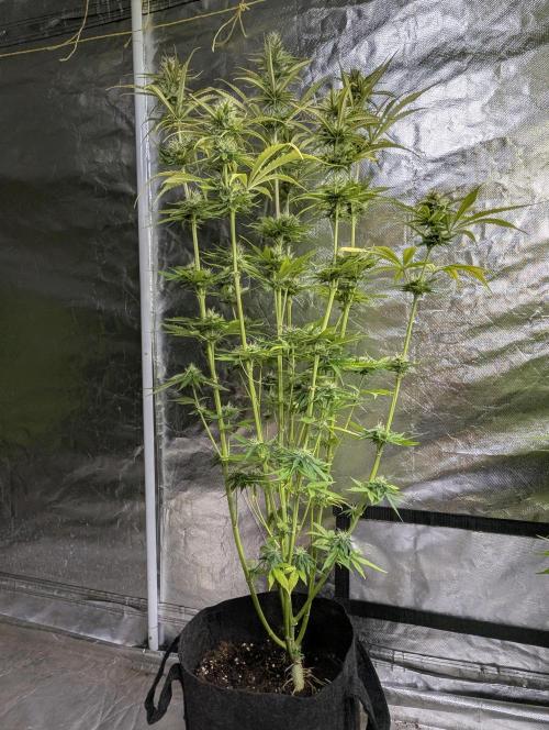 Purple Lemon Tree XLL x4. Week 9