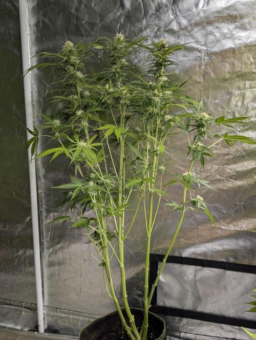 Sweet Mango x3. Week 9 - 1