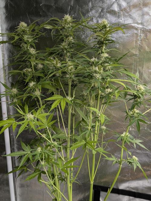 Sweet Mango x3. Week 9