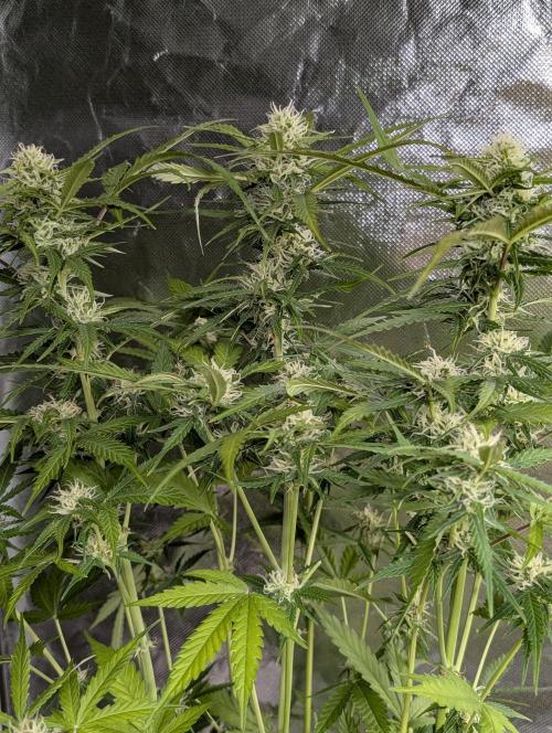Sweet Mango x3. Week 9