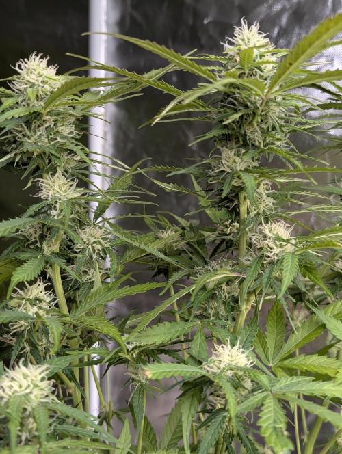 Sweet Mango x3. Week 9