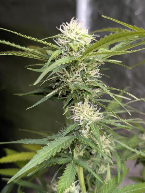 Sweet Mango x3. Week 9