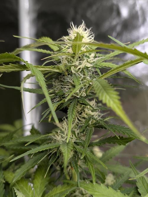 Sweet Mango x3. Week 9