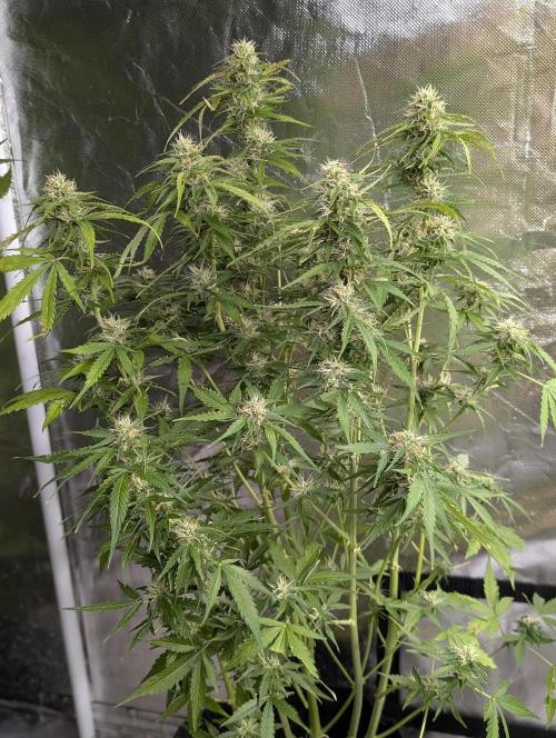 Sweet Mango x3. Week 9 - 2