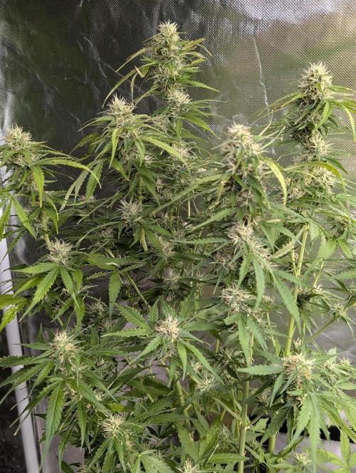 Sweet Mango x3. Week 9