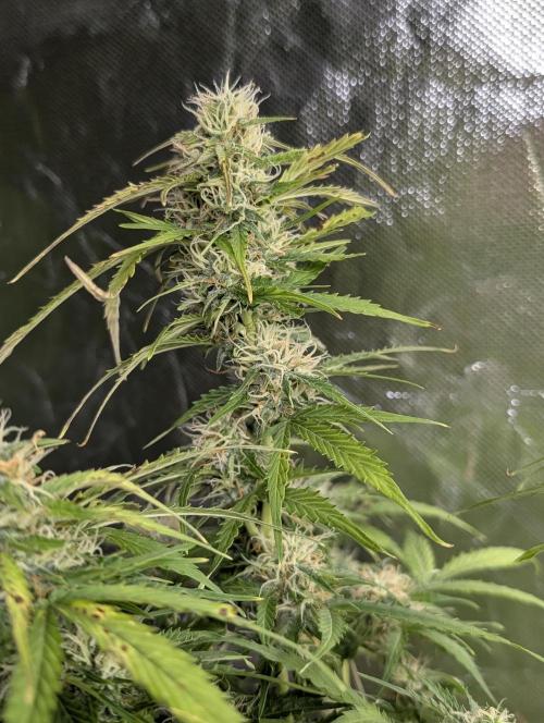 Sweet Mango x3. Week 9