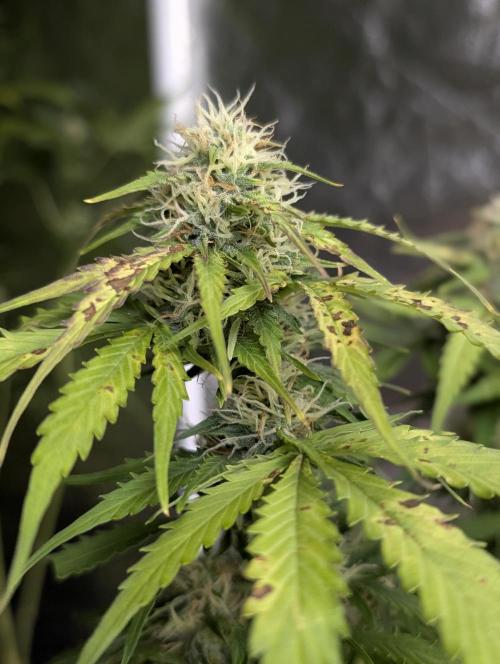 Sweet Mango x3. Week 9