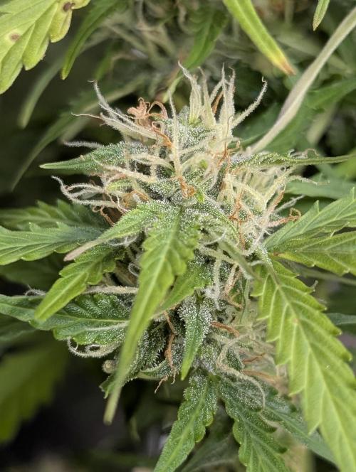 Sweet Mango x3. Week 9