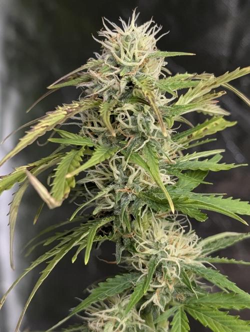 Sweet Mango x3. Week 9