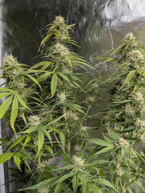 Sweet Mango x3. Week 9