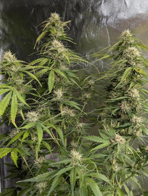 Sweet Mango x3. Week 9