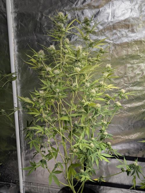 Sweet Mango x3. Week 9 - 3