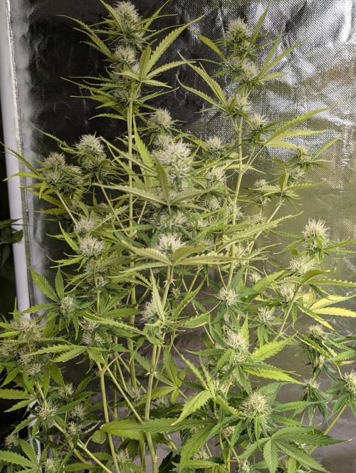 Sweet Mango x3. Week 9