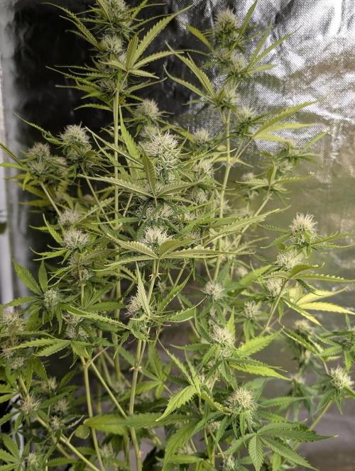 Sweet Mango x3. Week 9