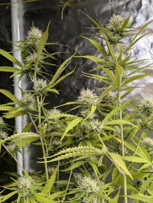 Sweet Mango x3. Week 9