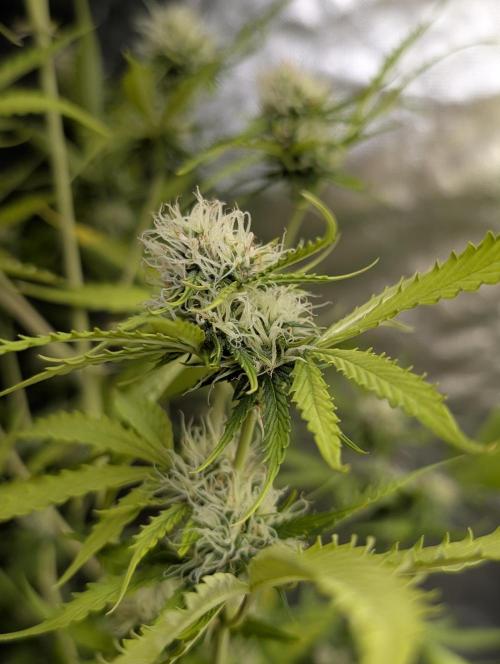 Sweet Mango x3. Week 9