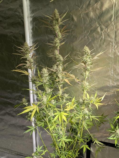 Chemical Candy Auto x3. Week 9 - 1
