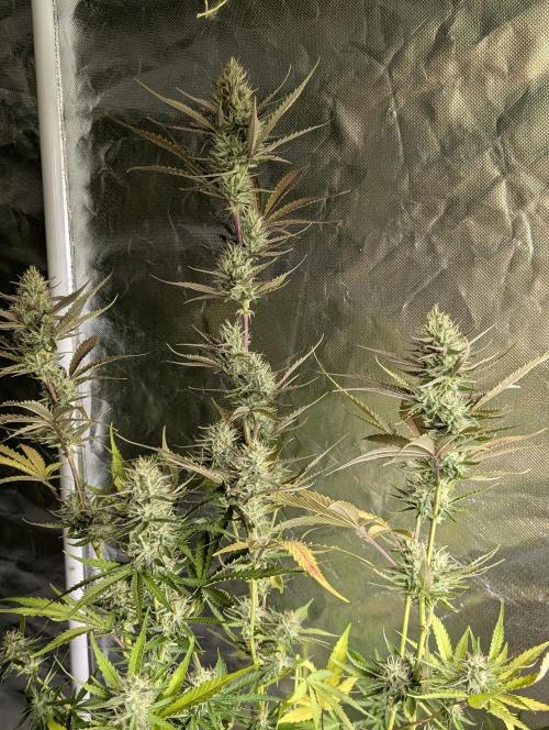 Chemical Candy Auto x3. Week 9