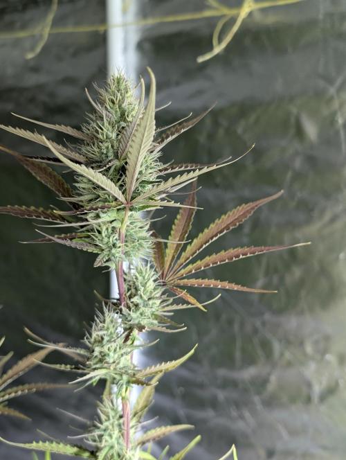 Chemical Candy Auto x3. Week 9