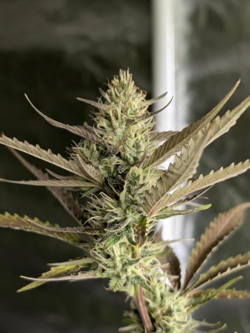 Chemical Candy Auto x3. Week 9