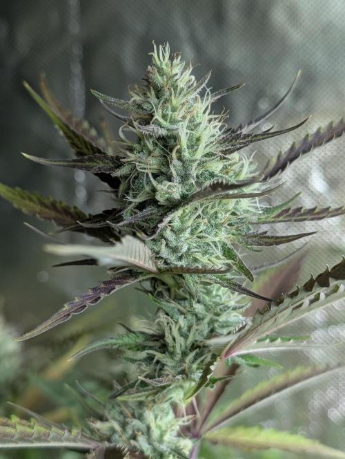 Chemical Candy Auto x3. Week 9