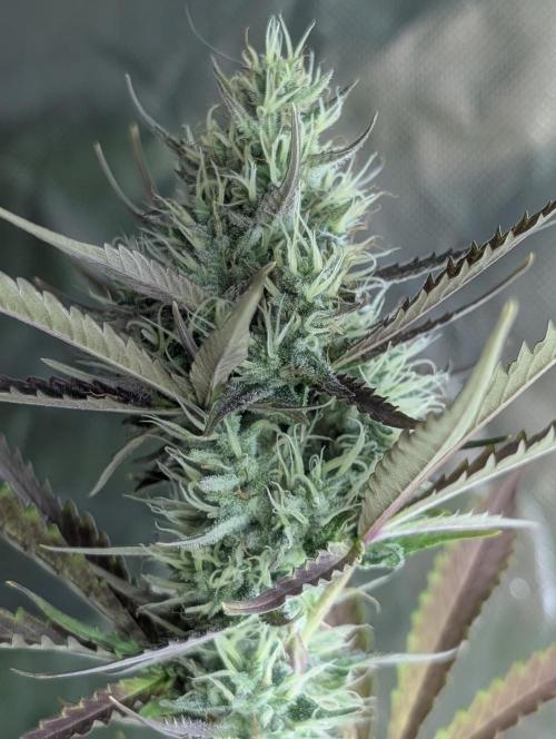 Chemical Candy Auto x3. Week 9