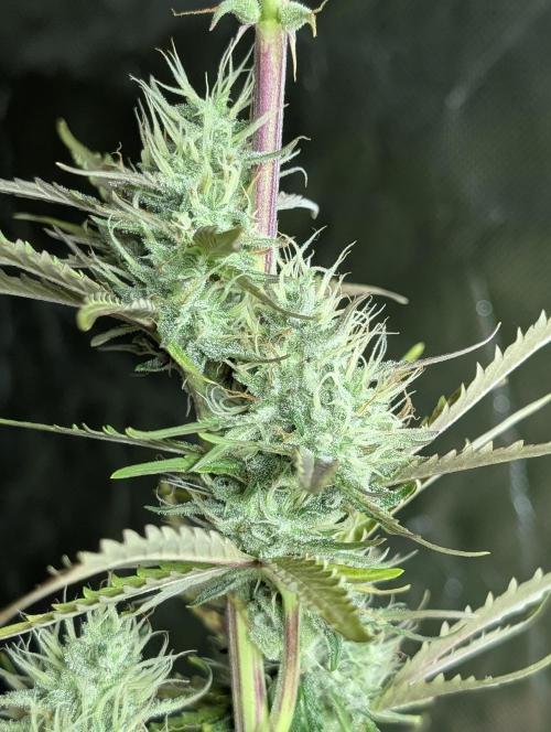 Chemical Candy Auto x3. Week 9
