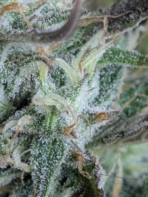 Chemical Candy Auto x3. Week 9