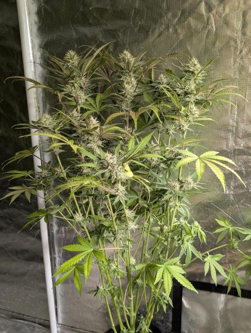 Chemical Candy Auto x3. Week 9 - 2