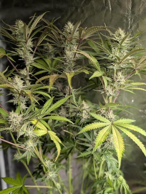 Chemical Candy Auto x3. Week 9