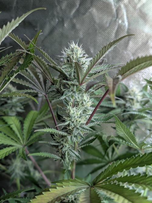Chemical Candy Auto x3. Week 9