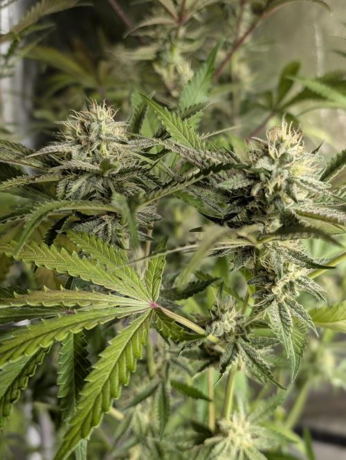 Chemical Candy Auto x3. Week 9