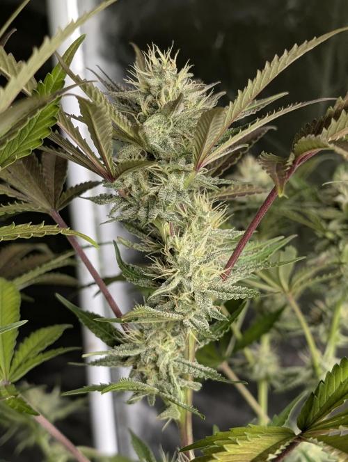 Chemical Candy Auto x3. Week 9