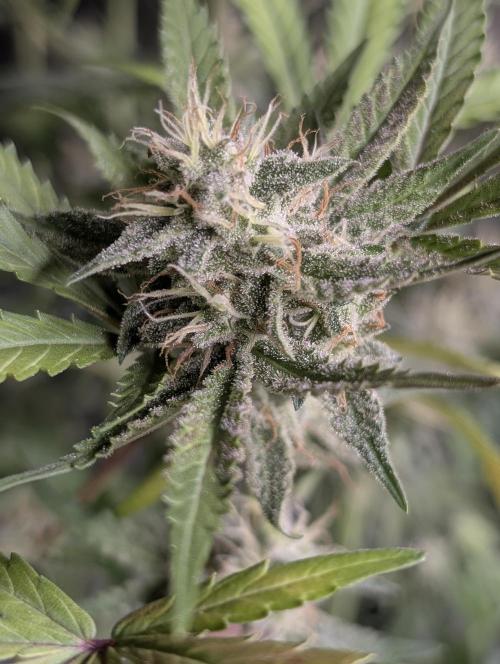 Chemical Candy Auto x3. Week 9