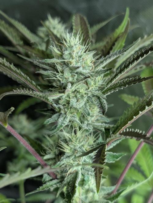 Chemical Candy Auto x3. Week 9