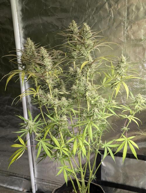 Chemical Candy Auto x3. Week 9 - 3