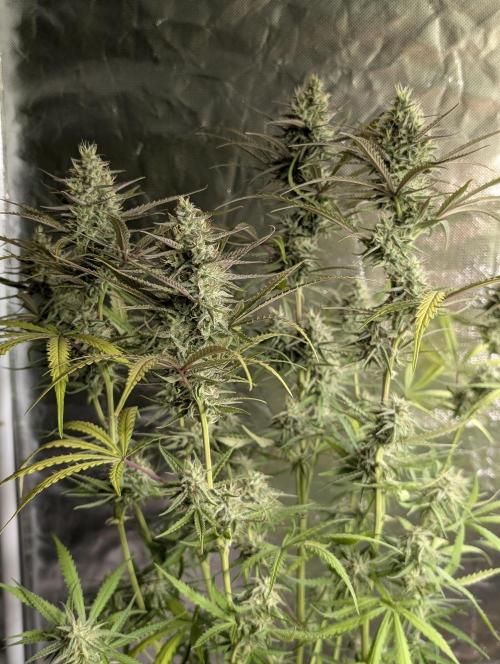 Chemical Candy Auto x3. Week 9