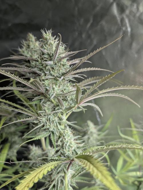 Chemical Candy Auto x3. Week 9