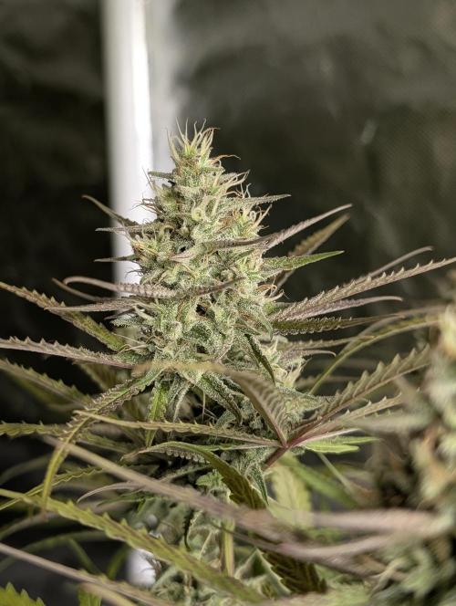 Chemical Candy Auto x3. Week 9