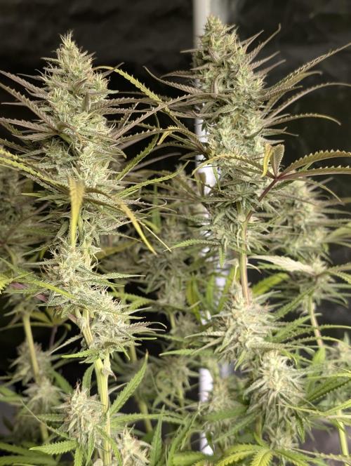 Chemical Candy Auto x3. Week 9