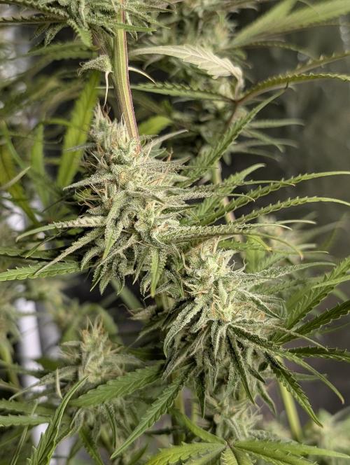 Chemical Candy Auto x3. Week 9