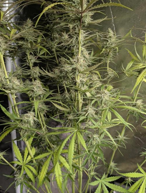 Chemical Candy Auto x3. Week 9