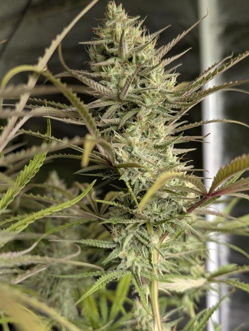 Chemical Candy Auto x3. Week 9