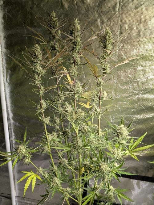 Chemical Candy Auto x3. Week 9 - 1