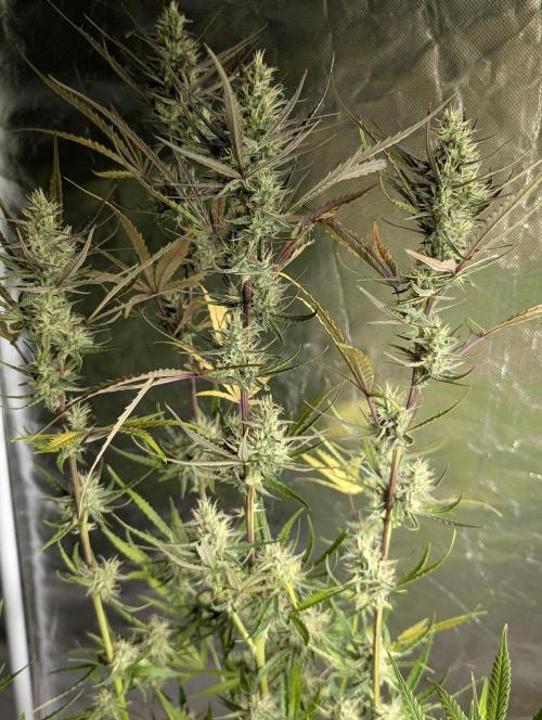 Chemical Candy Auto x3. Week 9