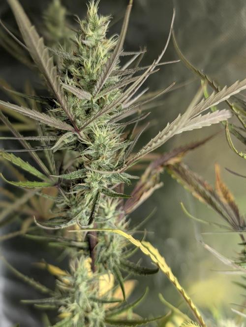 Chemical Candy Auto x3. Week 9