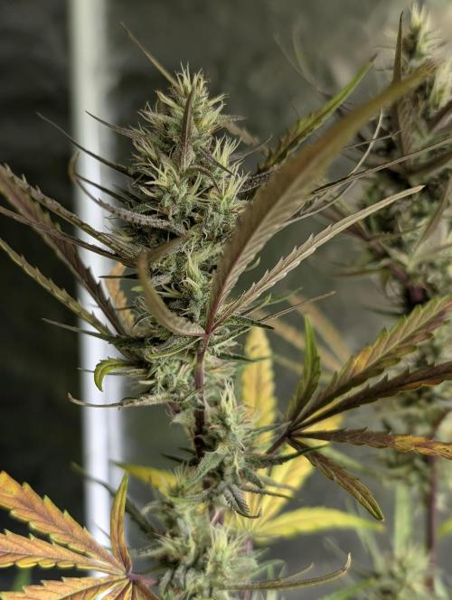 Chemical Candy Auto x3. Week 9