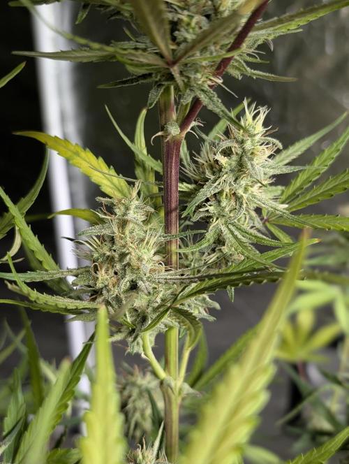 Chemical Candy Auto x3. Week 9