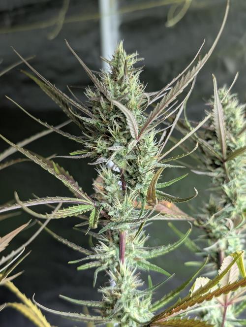 Chemical Candy Auto x3. Week 9