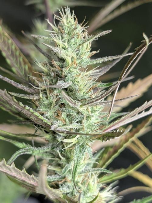 Chemical Candy Auto x3. Week 9